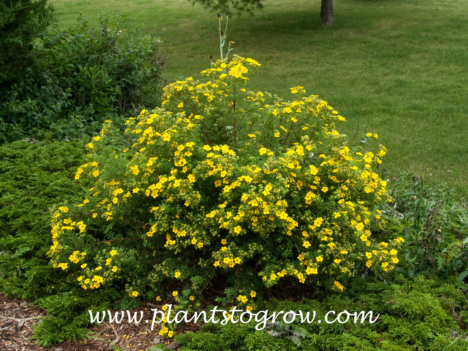Goldfinger Potentilla (Potentilla fruiticosa)